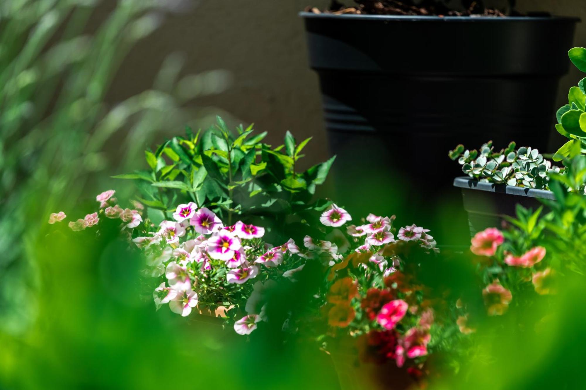 Flower Apartment ヘーヴィーズ エクステリア 写真