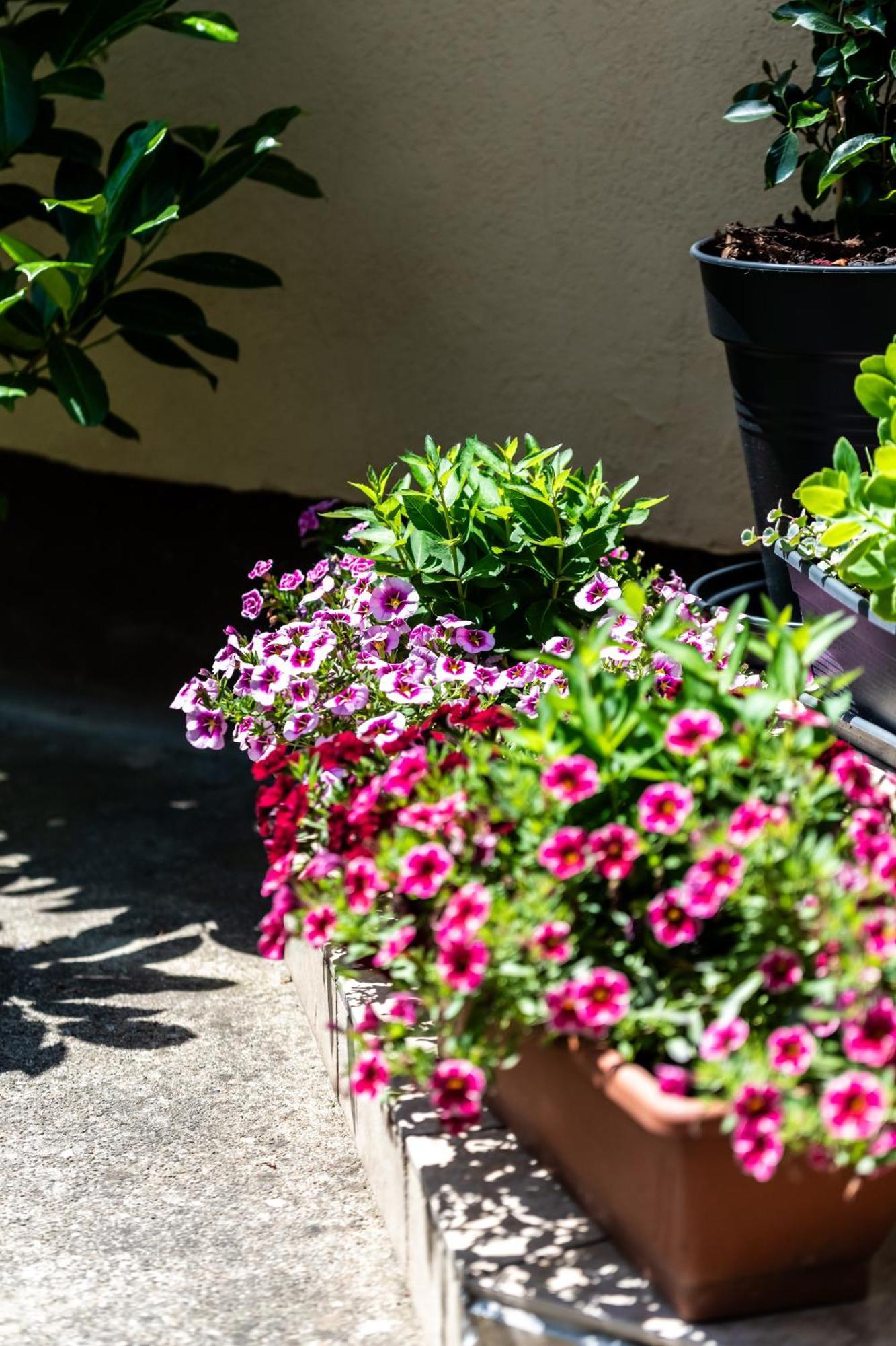Flower Apartment ヘーヴィーズ エクステリア 写真
